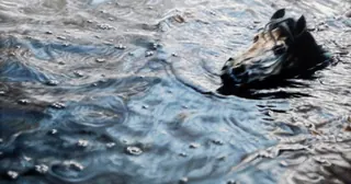 Exposición «Cabeza fuera del agua» · Santander