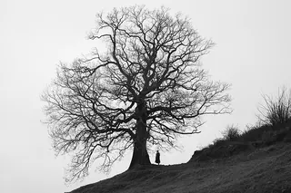 Exposición «Todo árbol tiene su raíz» · Torrelavega
