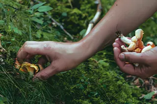 Otoño en bosque autóctono · Soba